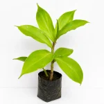 INSULIN PLANT