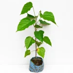 SINDOOR PLANT