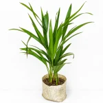 ARECA PALM