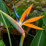 BIRD OF PARADISE (ORANGE) - Image 2
