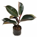 Black Rubber Plant