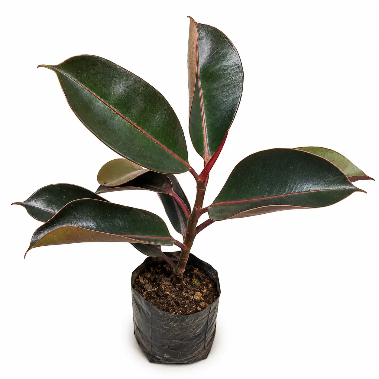 ChatGPT Image Jun 25, 2026, 08_55_40 AM_result Black Rubber Plant - Image 1