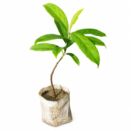 Avocado Plant (Seedling)