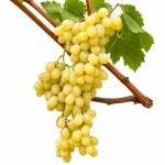 YELLOW GRAPES PLANT - Image 2