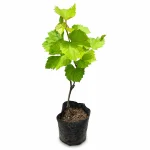 YELLOW GRAPES PLANT