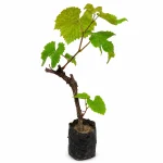 GRAPES RED PLANT