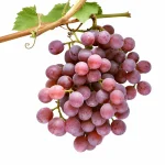 GRAPES RED PLANT - Image 2