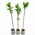 Apple Fruit Plant (HRMN-99)