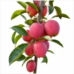 Apple Fruit Plant (HRMN-99) - Image 2
