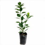 Aloo Bukhara Plant