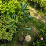 Black Jamun Plant