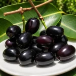 Black Jamun Plant - Image 2
