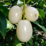 WHITE JAMUN - Image 2