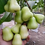 WHITE WATER APPLE - Image 2
