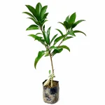 CHICKOO OR SAFEDA PLANT (KALAPATI)