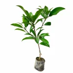 CHICKOO OR SAFEDA PLANT (BANANA)