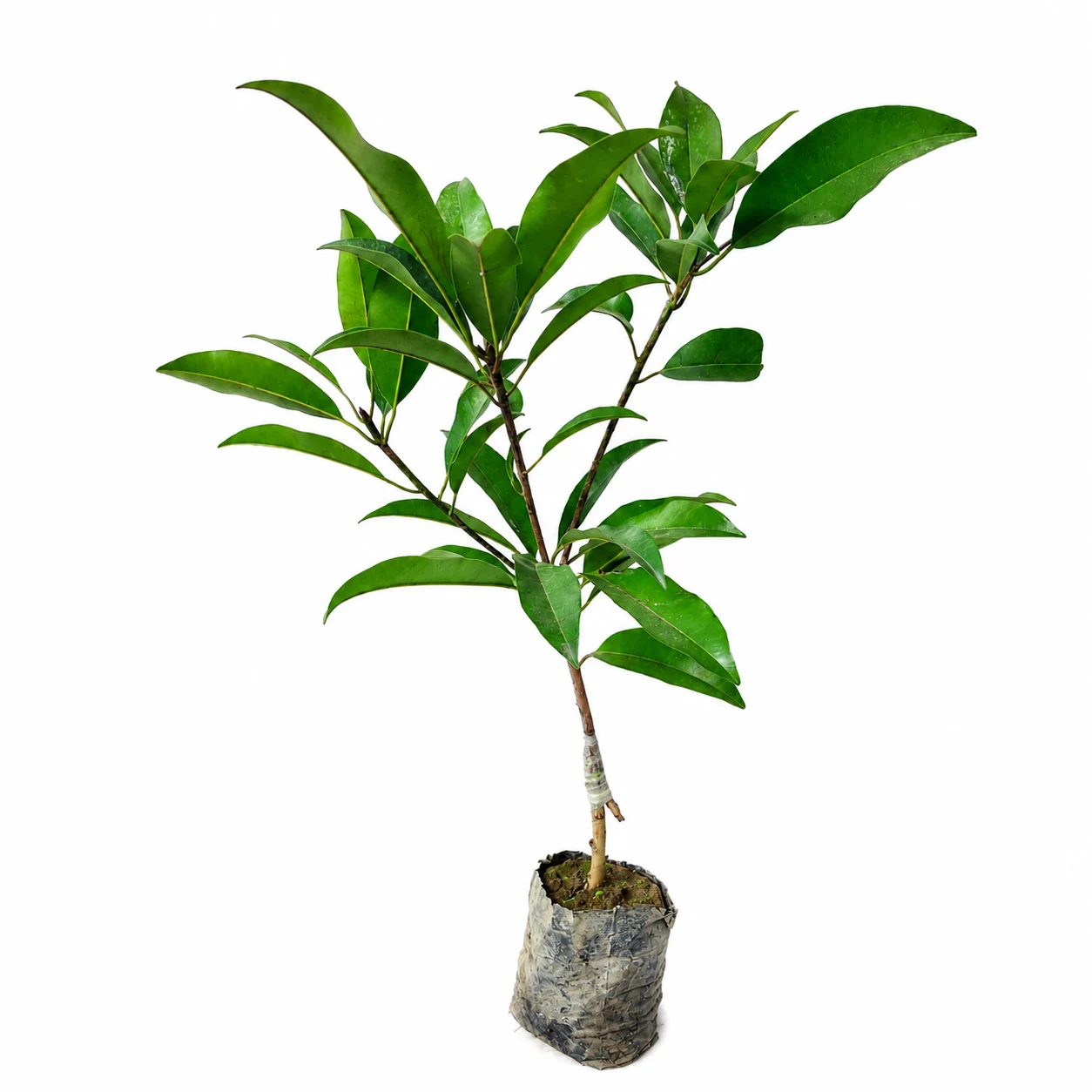 ChatGPT Image Jun 25, 2026, 09_05_27 AM_result CHICKOO OR SAFEDA PLANT (BANANA) - Image 1