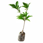 CHICKOO OR SAFEDA PLANT (BANANA) - Image 2