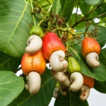 CASHEW NUT OF KAJU GRAFTED - Image 3