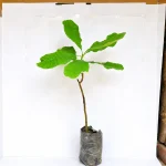 CASHEW NUT OF KAJU GRAFTED - Image 2