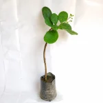 CASHEW NUT OF KAJU SEEDLING  PLANT