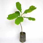 CASHEW NUT OF KAJU GRAFTED