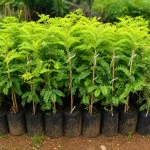 TAMARIND OR TETUL - Image 3