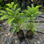 TAMARIND OR TETUL - Image 2