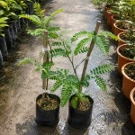 TAMARIND OR TETUL
