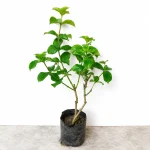 ALLAMAONDA FLOWER RED PLANT
