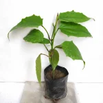 BASOR LATA FLOWER
