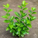BEL FLOWER PLANT