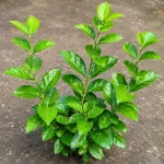 BEL FLOWER PLANT
