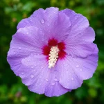 Blue Hibiscus Plant - Image 2