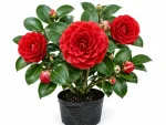 Camellia Flower Plant - Image 3