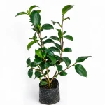 Camellia Flower Plant
