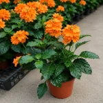 Crossandra Flower Plant