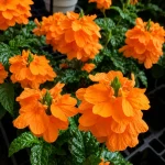 Crossandra Flower Plant - Image 2