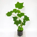 DOUBLE PETALS LAND LOTUS FLOWER PLANT