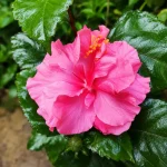 DOUBLE PETALS LAND LOTUS FLOWER PLANT - Image 2