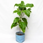 Bel Fruit Plant - Image 2
