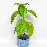 Bel Fruit Plant