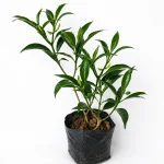 Tagor Flower Plant