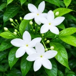 Tagor Flower Plant - Image 2