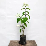 White Bleeding Heart Plant