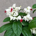 White Bleeding Heart Plant - Image 2