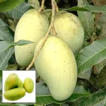 All Time Mango Plant - Image 2