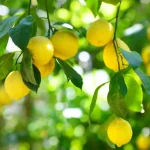 KOLKATA PATI LEMON - Image 2