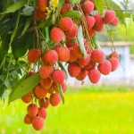Bombay Litchi Plant - Image 2