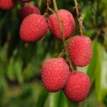MUZAFFARPUR LITCHI PLANT - Image 3